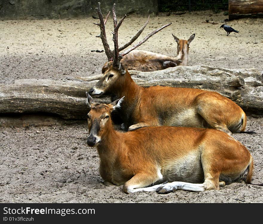 Two deers resting in the hot sun