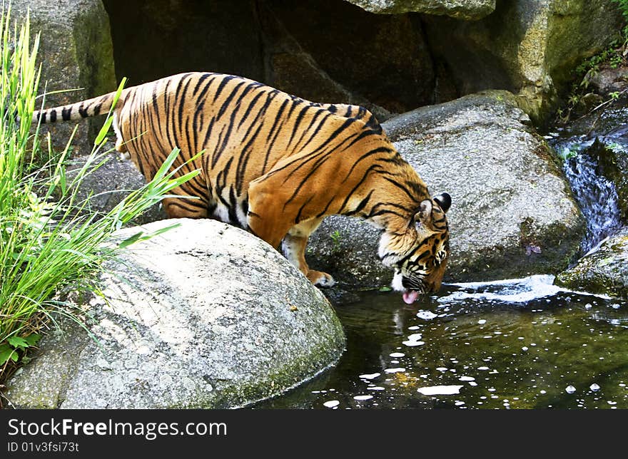 A tiger taking a drink from a pond. A tiger taking a drink from a pond