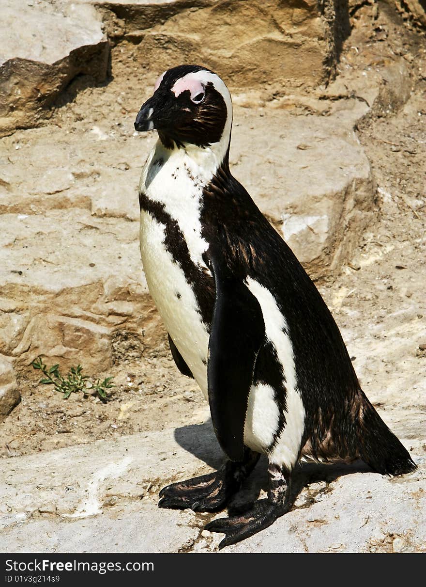 A penguin taken at Berlin zoo