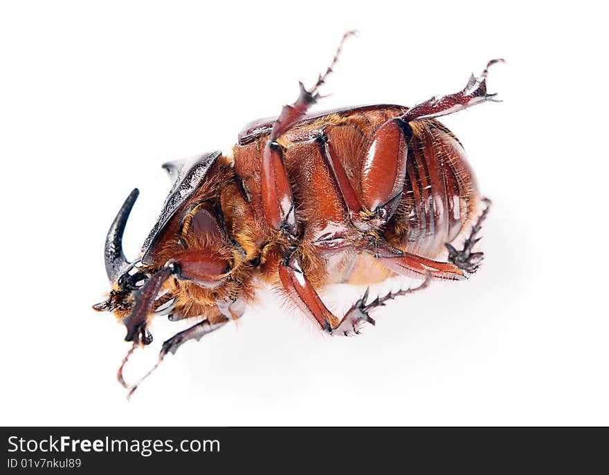 Rhinoceros beetle isolated on white background.