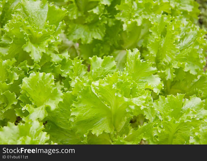 Lettuce salad