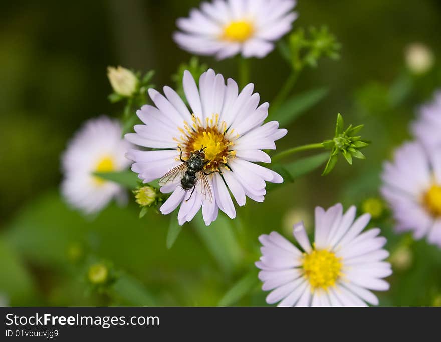 Echinacea (coneflower) anf fly