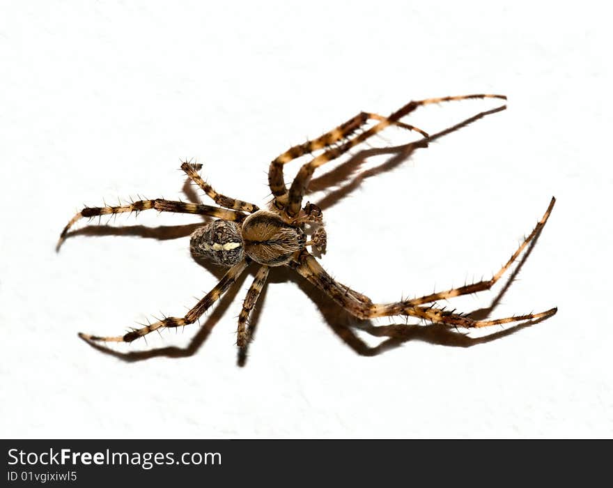 Close-up of a spider on a white surface. Close-up of a spider on a white surface