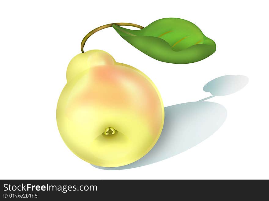 illustration of pear on a white