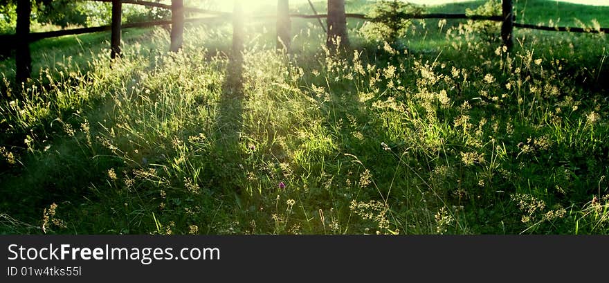 Sun rays covering green garden. Sun rays covering green garden