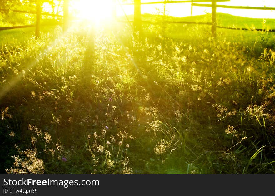 Sun rays covering green garden. Sun rays covering green garden