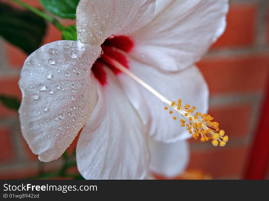 White Flower