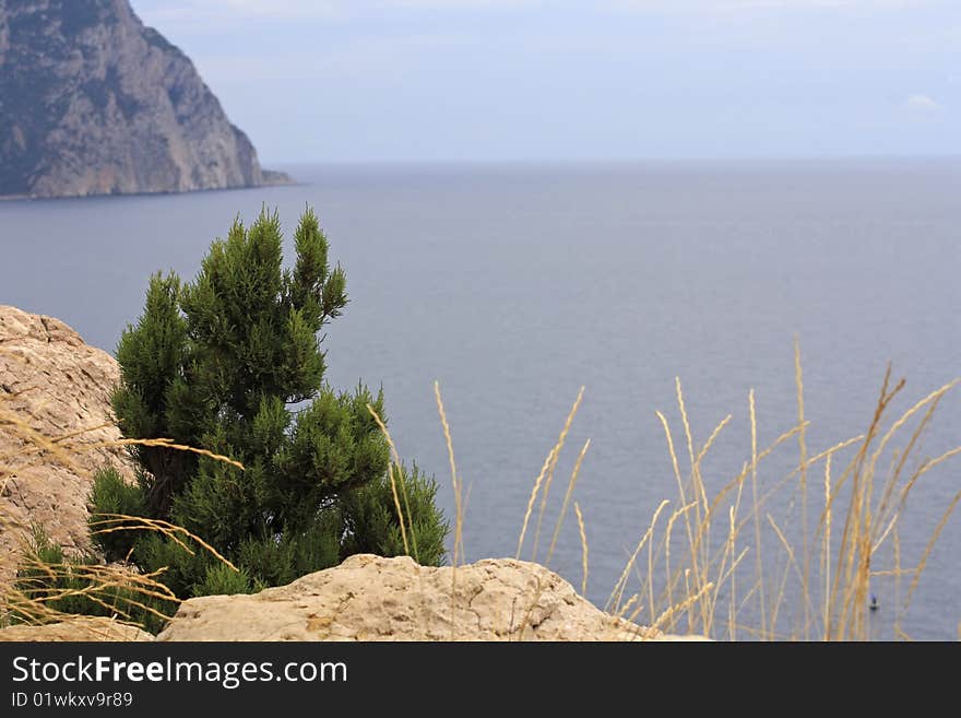 Balaklava. Trees growing on stones