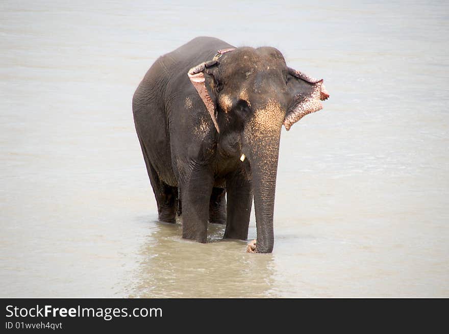 Male grown-up Elephant crossing Bagmati river in Nepal. Male grown-up Elephant crossing Bagmati river in Nepal