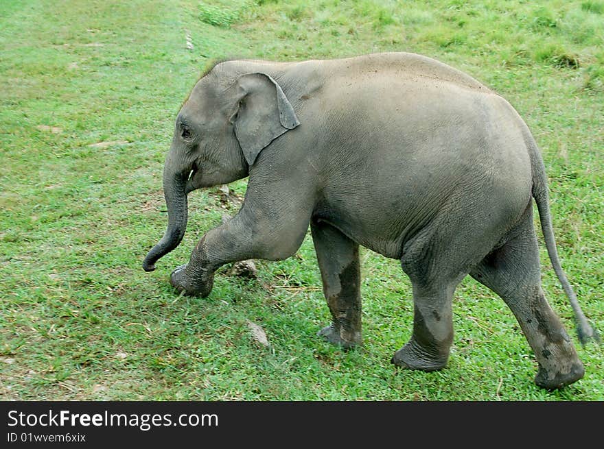 Young male elephant exploring grassland in Chitwan national park. Young male elephant exploring grassland in Chitwan national park