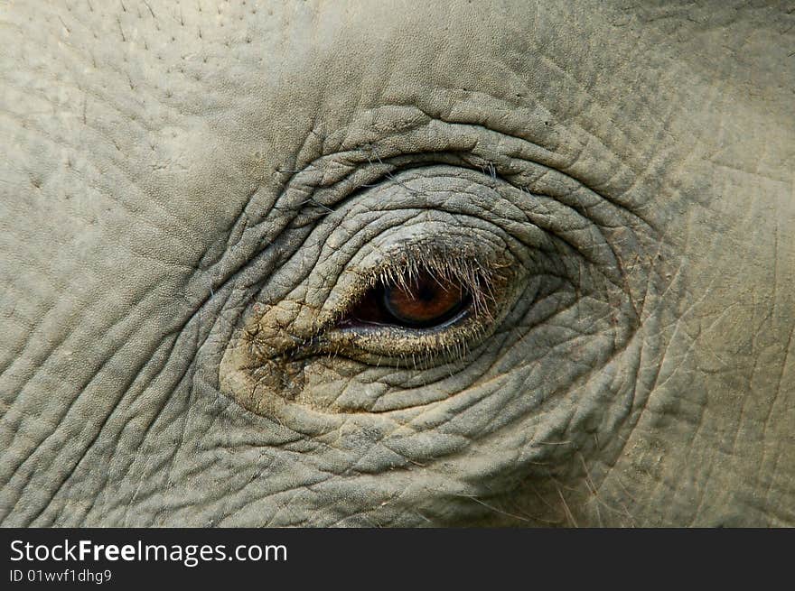 Young elephant close up in Chitwan national park. Young elephant close up in Chitwan national park