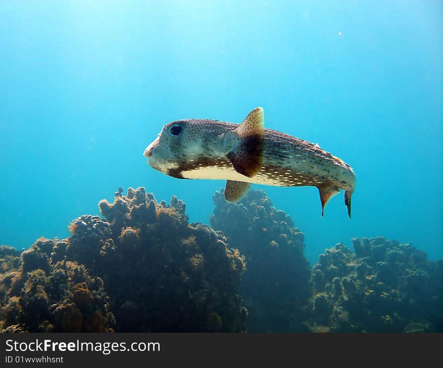 A friendly porcupine puffer fish swims close by.  Taken early morning on a shallow sunny dive in the Caribbean.