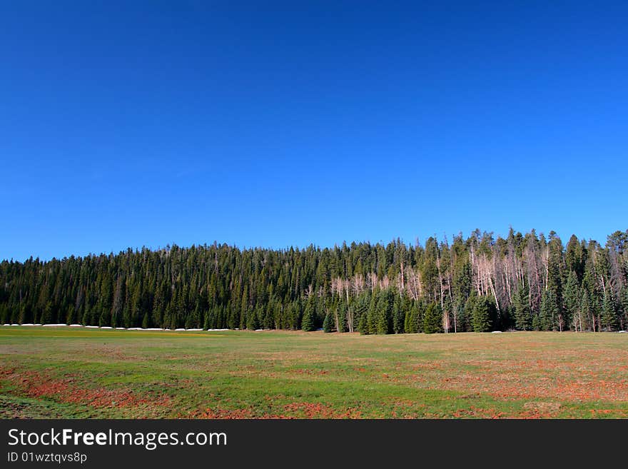 Kaibab National Forest, Arizona, USA