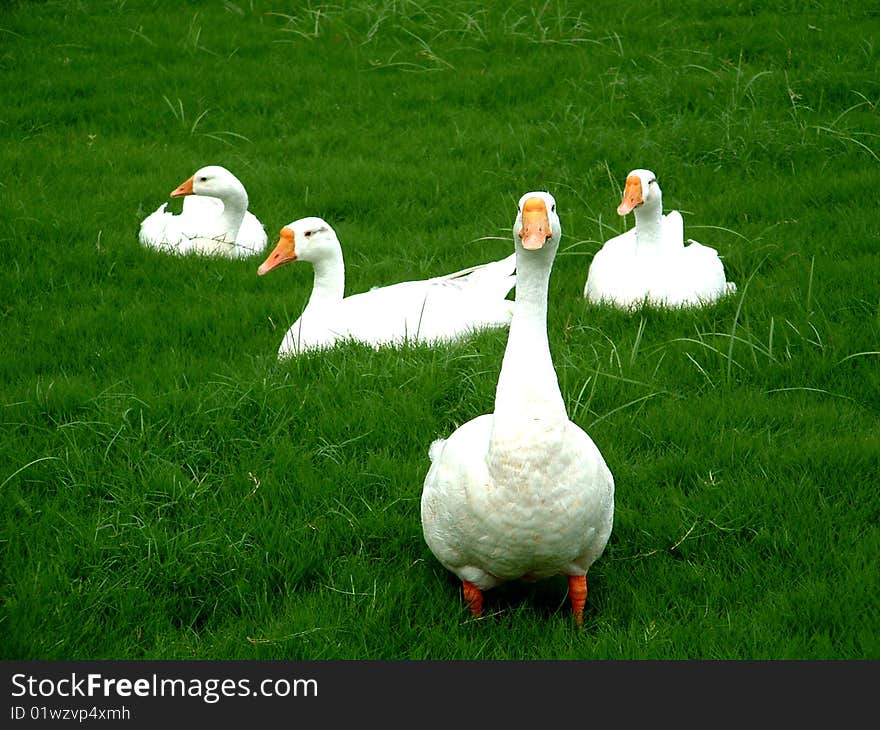 One Standing Duck While Other Relaxing