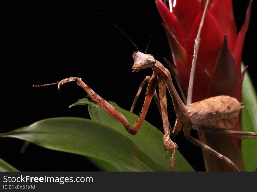 Praying Mantis