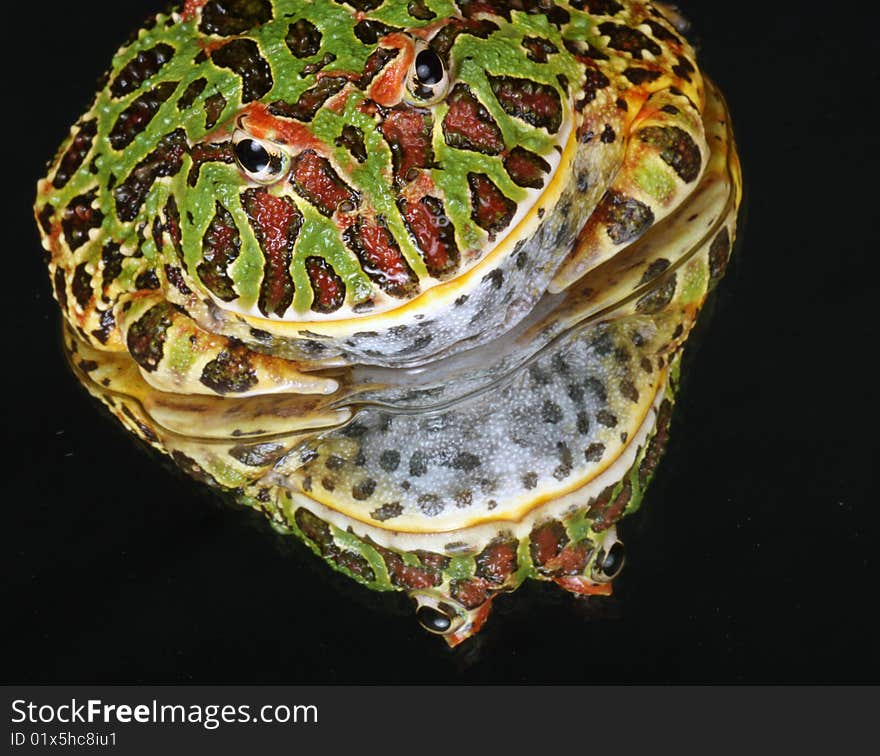 Ornate Horned Frog