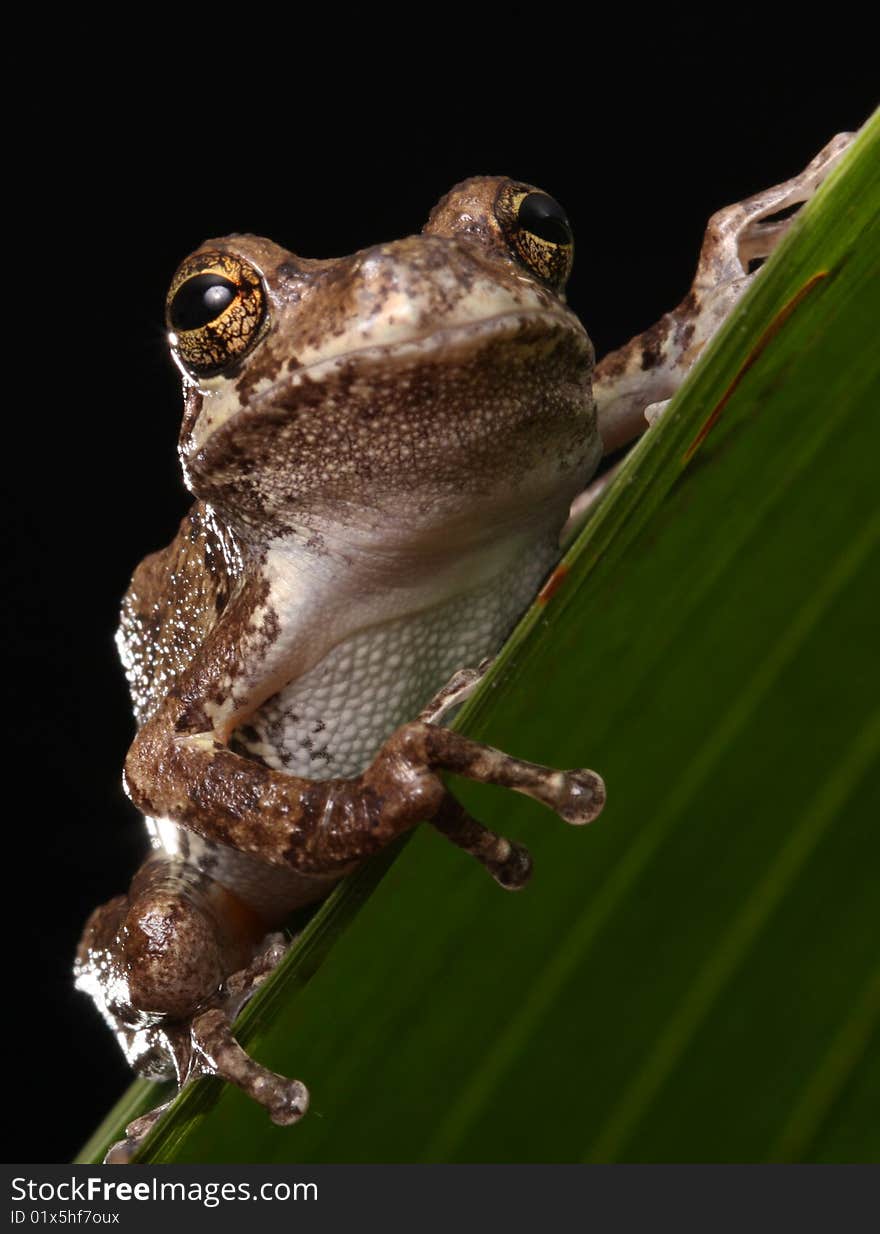 Gray Tree Frog Animal