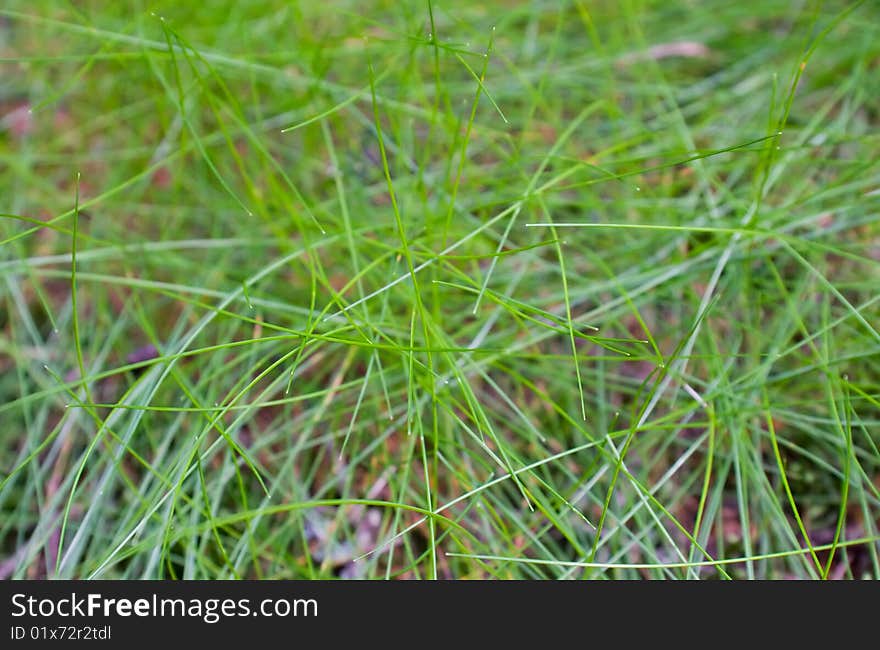 Macro shot of green grass in the summer forest. Macro shot of green grass in the summer forest