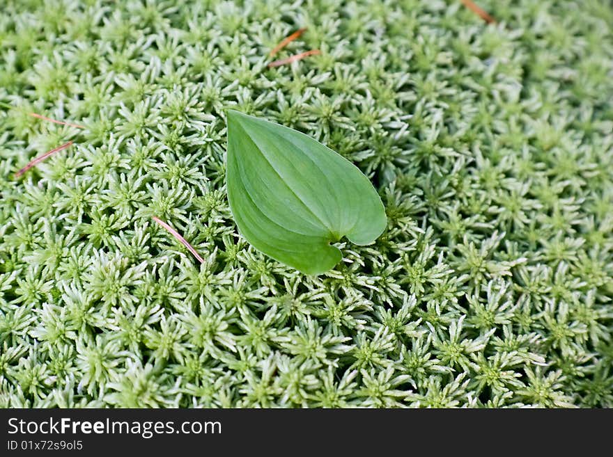 Single leaf on green moss background in pine tree forest