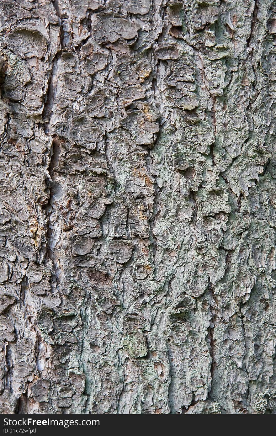 Old mossy pine tree trunk texture. Old mossy pine tree trunk texture