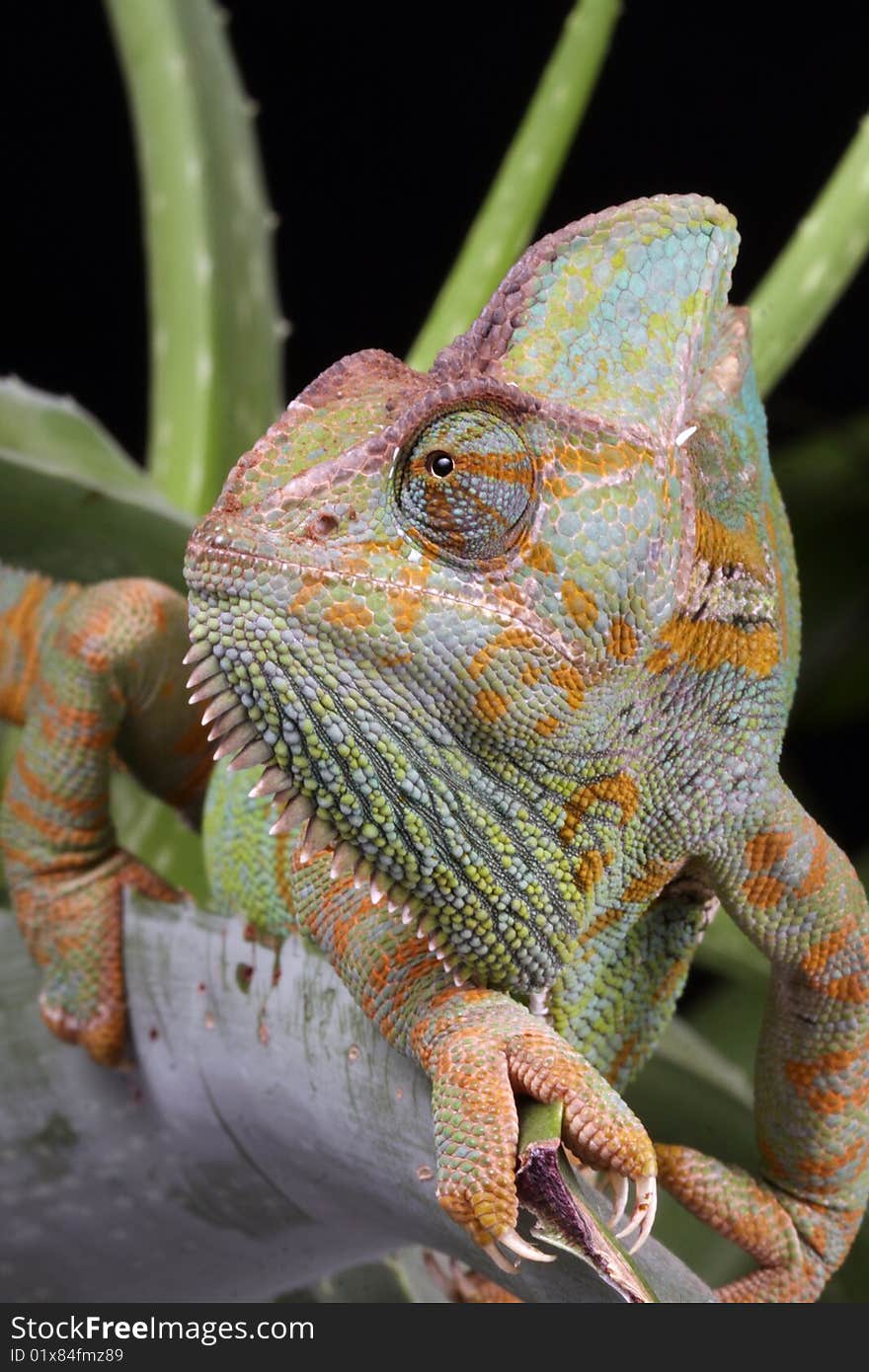 Chameleon Animal