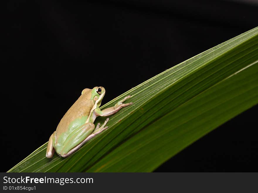 Frog Green Tree Animal