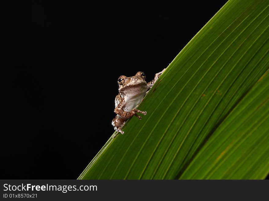 Frog Gray Tree