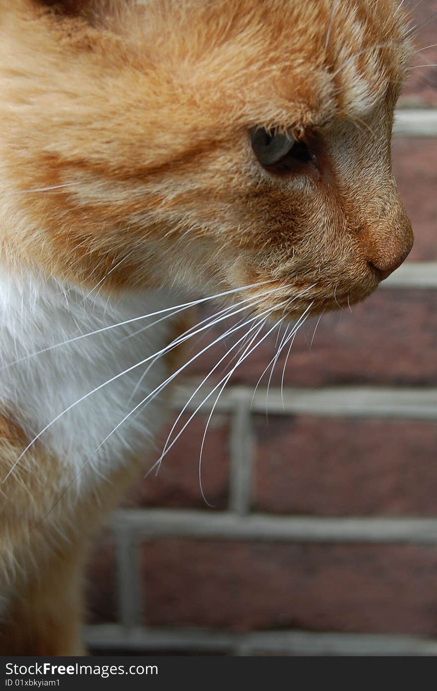 A red pussy cat with whiskers on the face