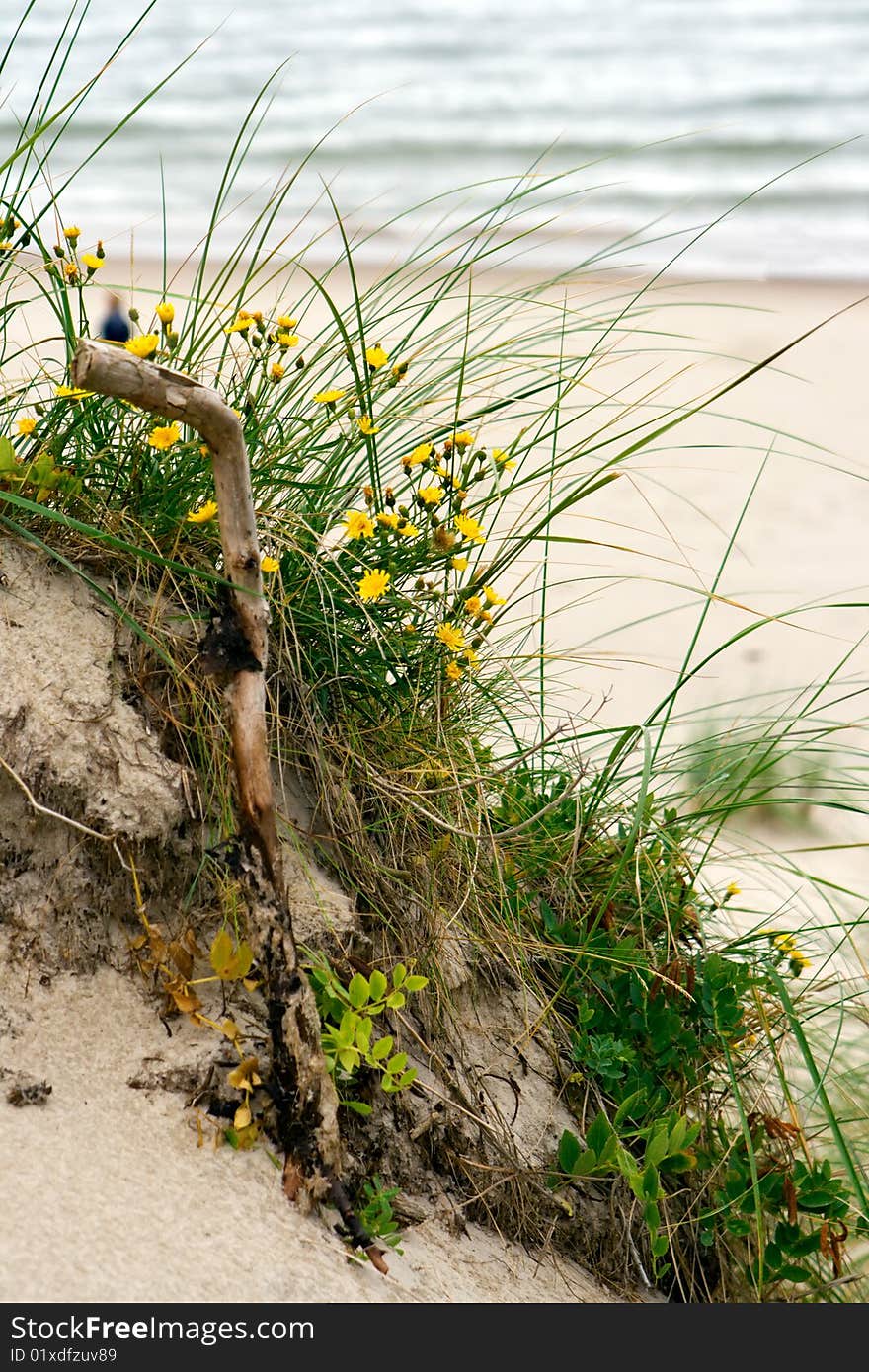 Closeup yellow foalfoots growing on the beach