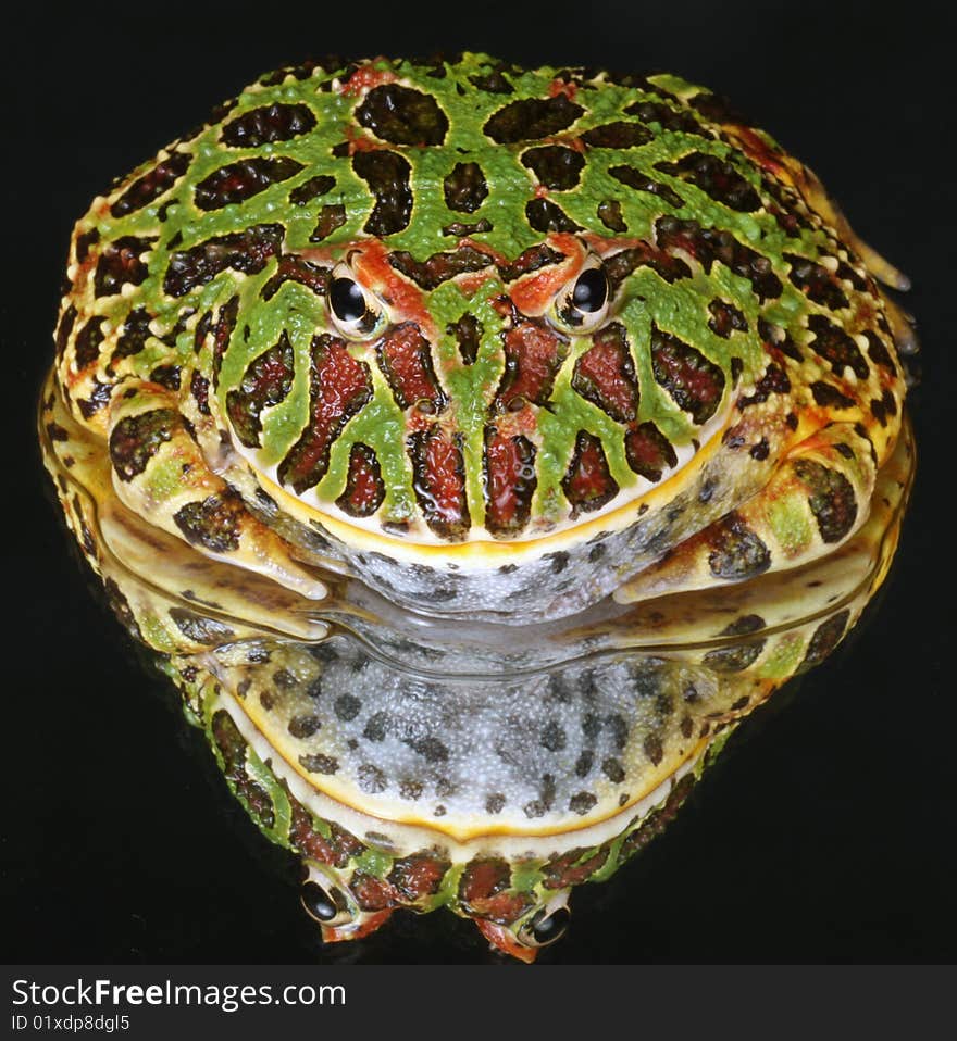 Frog Reflection