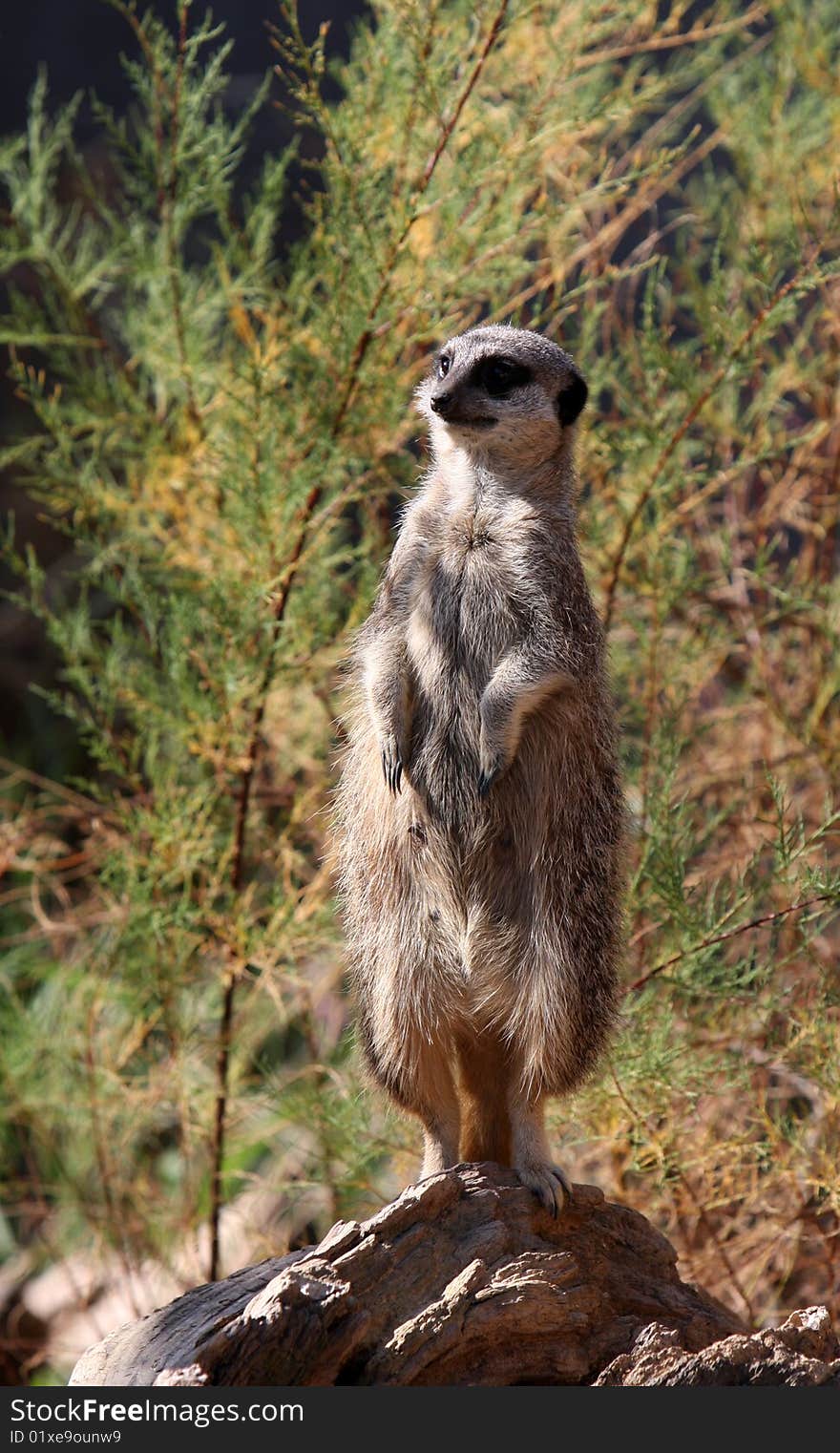 Meerkat