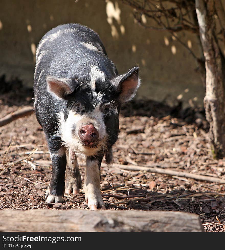 Kune Kune pig animal