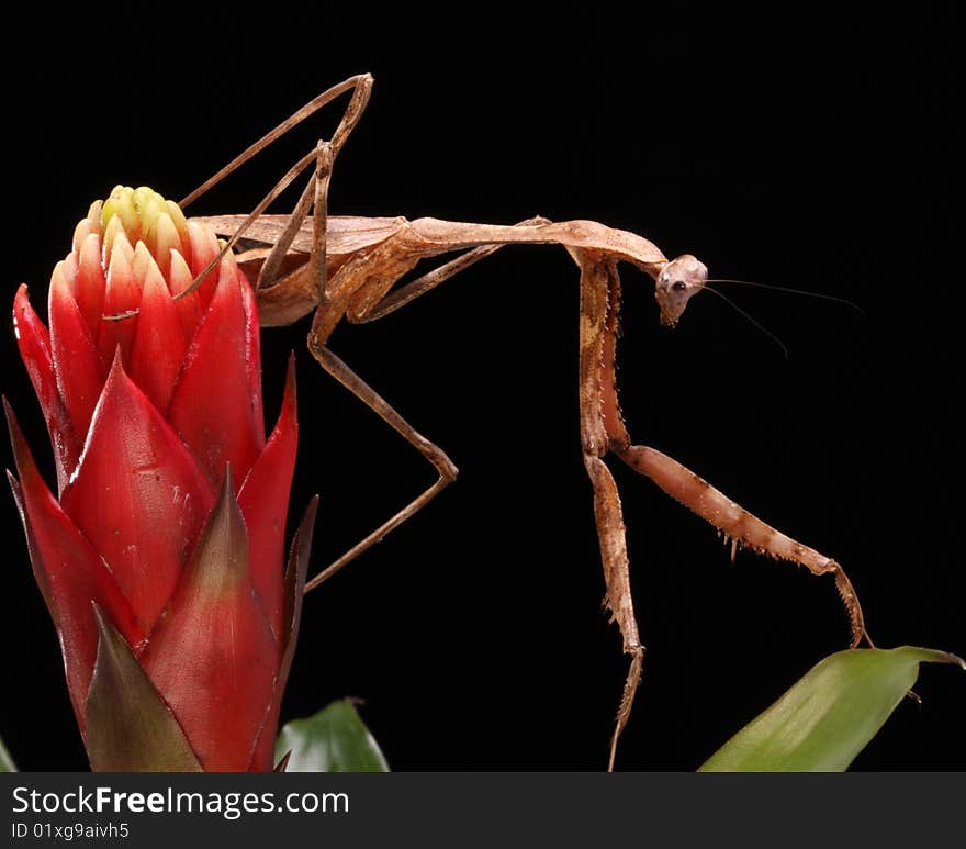 Praying Mantis