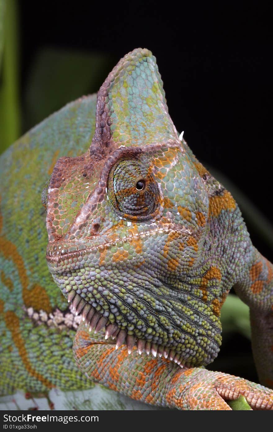 Chameleon Portrait