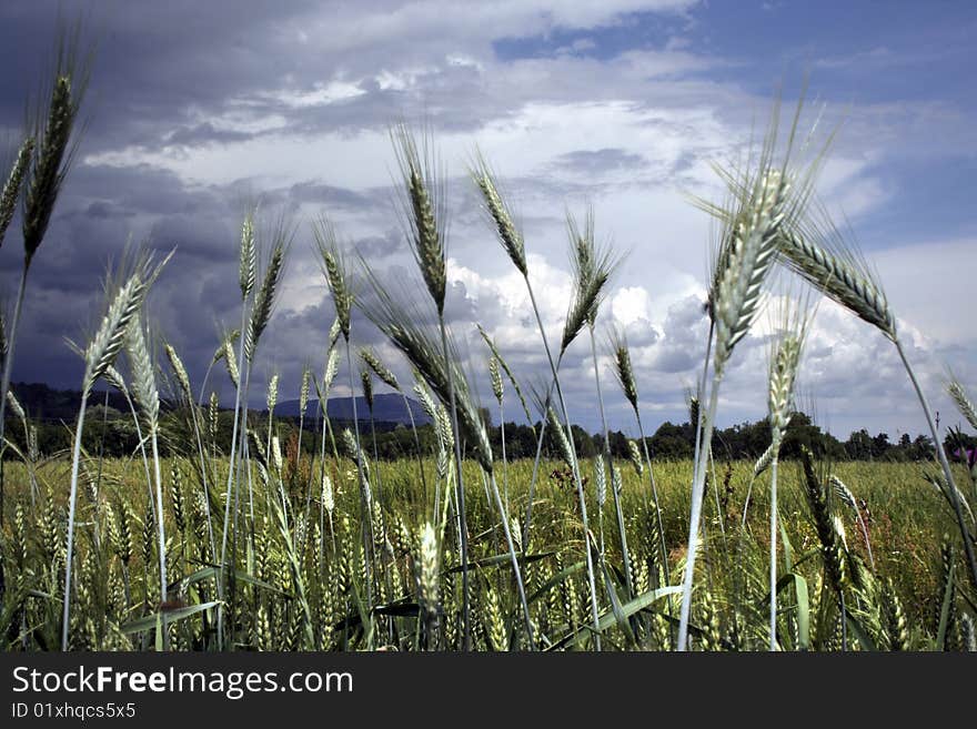 Grain detail on a stormy summer day