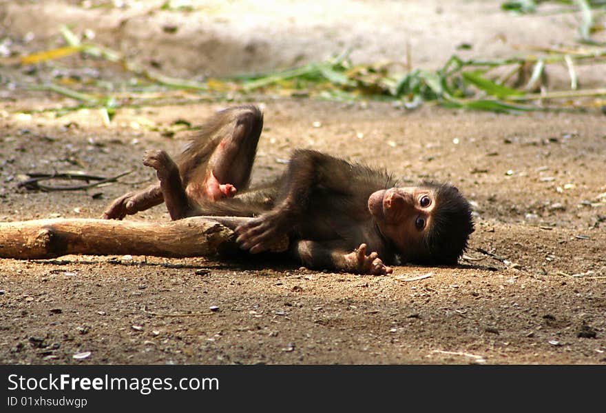 Young Baboon playing on the ground. Young Baboon playing on the ground.