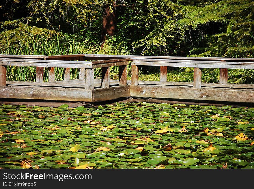 Wooden dock on pond filled with lilypads. Wooden dock on pond filled with lilypads