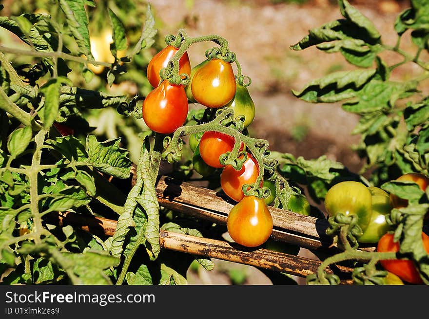 Red And Green Tomatoes