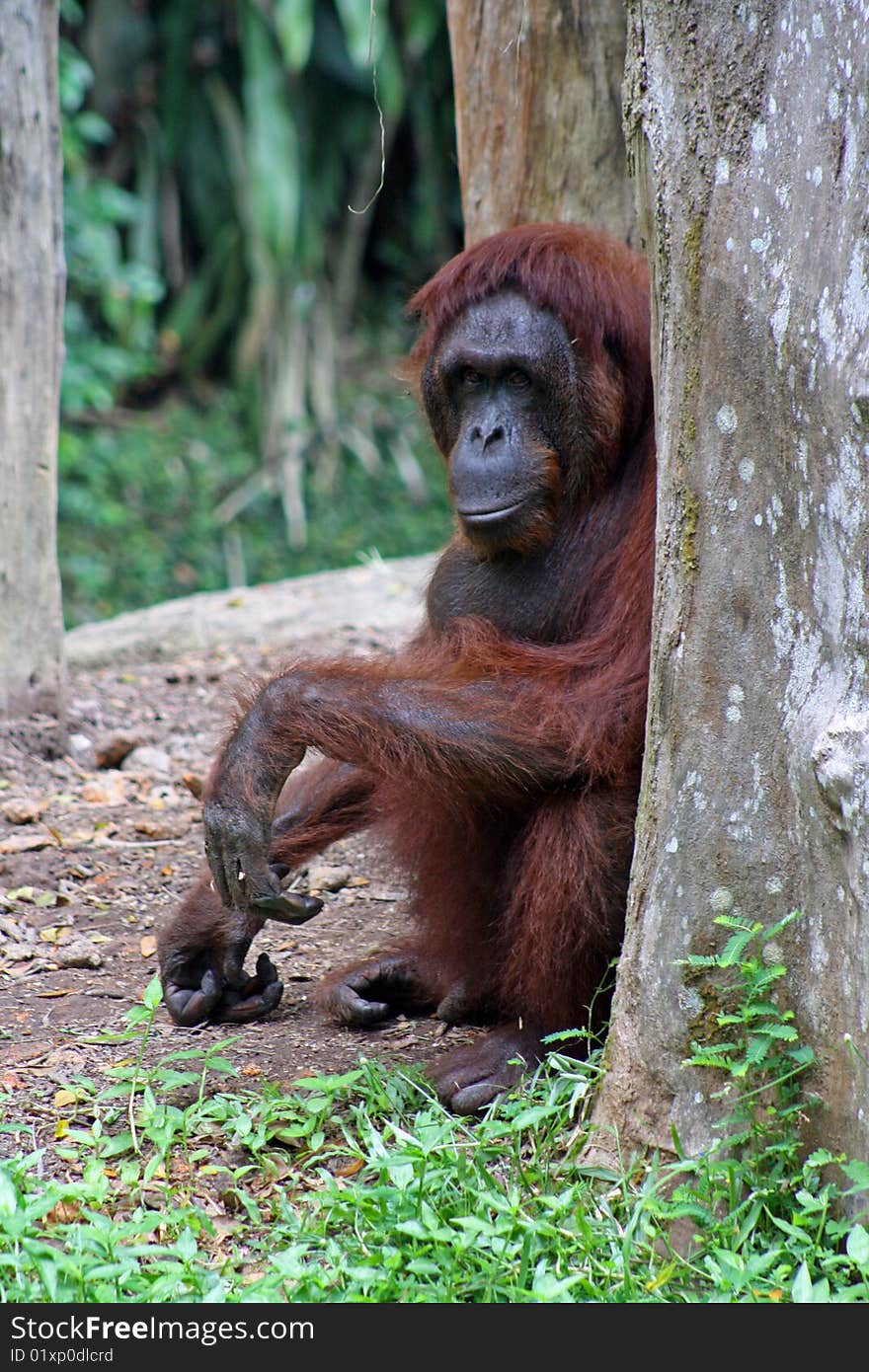 Orangutan