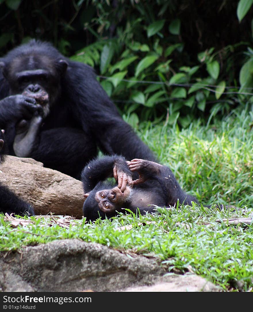 Young Chimpanzee laying and staring.