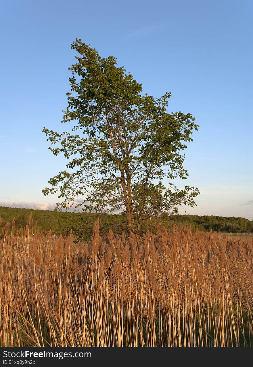 Tree in a field