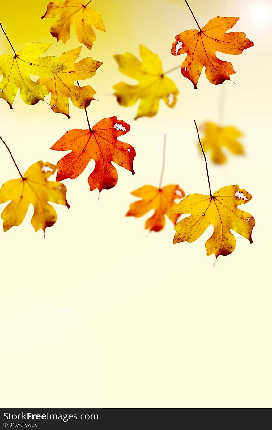 Colorful autumn leaves falling from tree