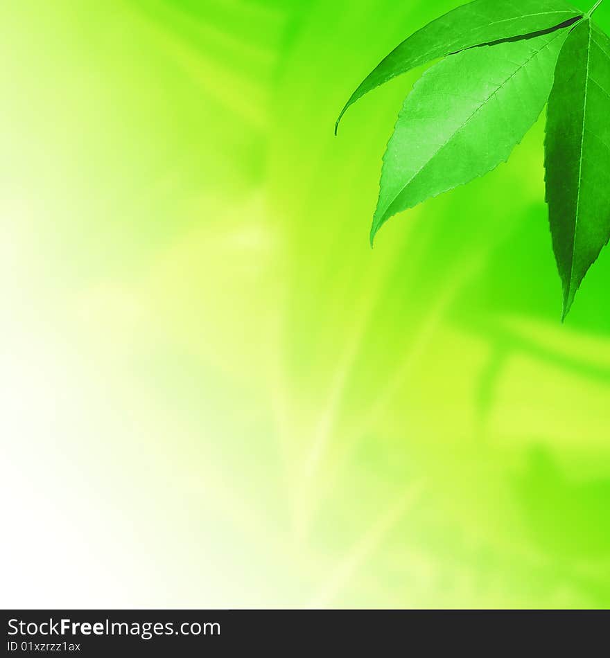 Fresh leaves on green