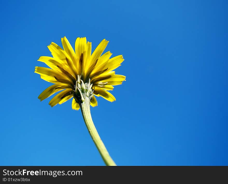 Isolated yellow flower