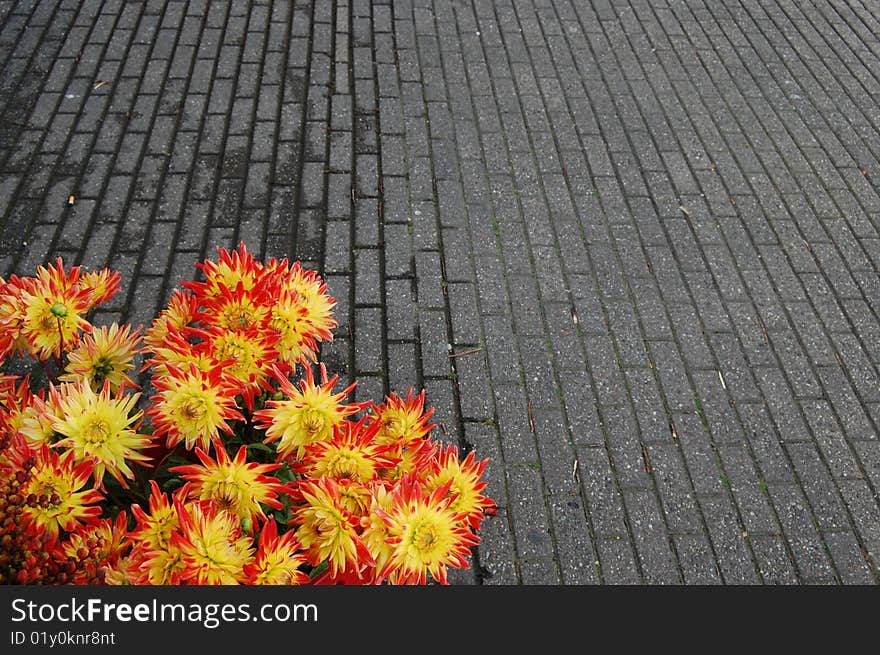 Yellow flowers on the streets in the corner. Yellow flowers on the streets in the corner