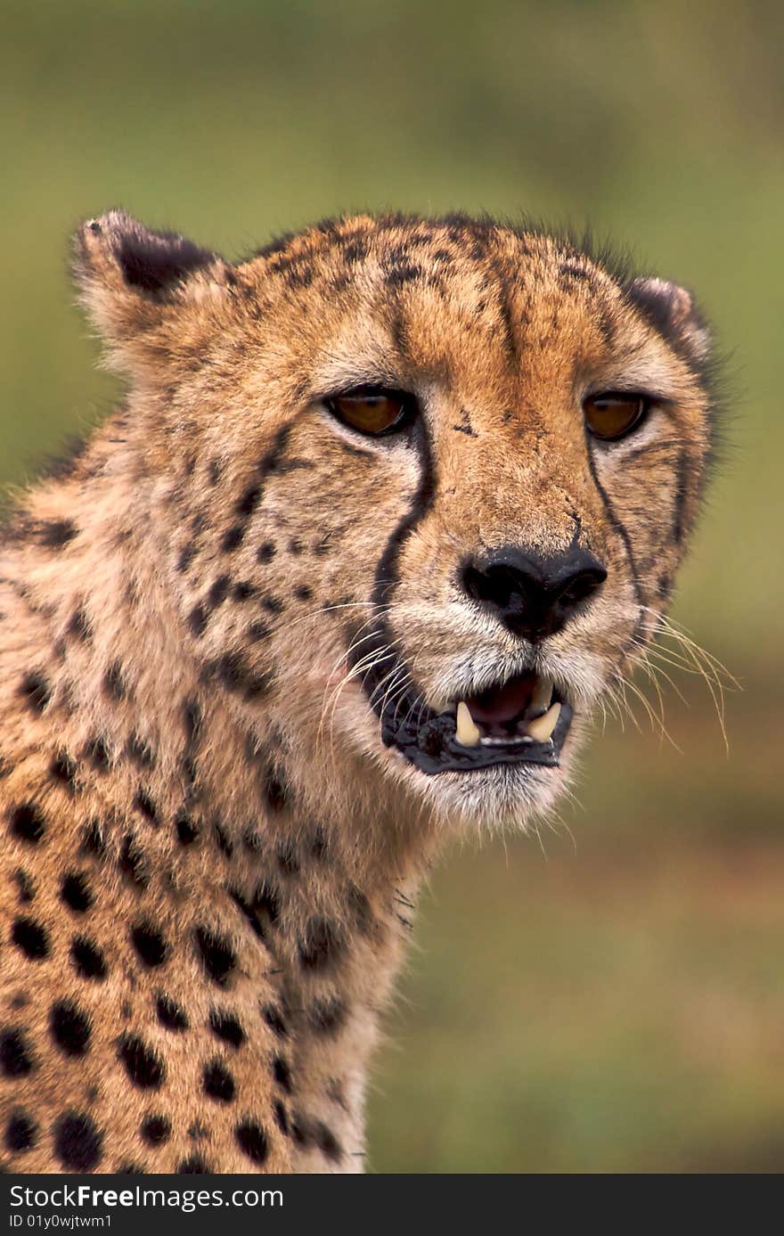 Cheetah Portait