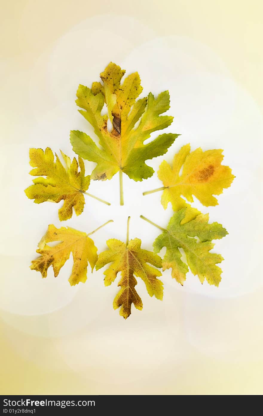 Beautiful background with autumn leaves