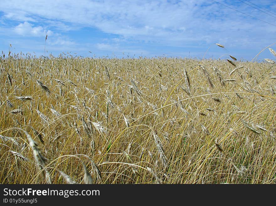 The field of barley in autunm. The field of barley in autunm.