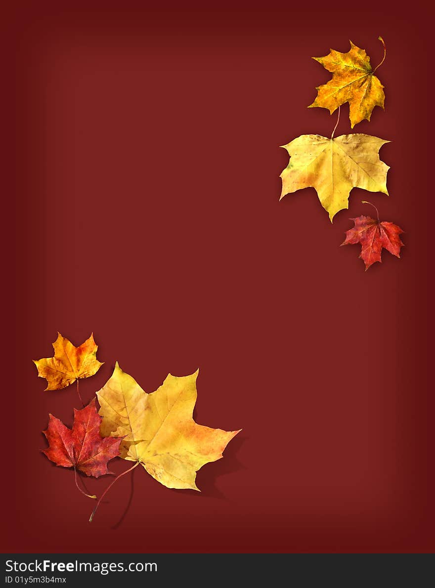 Red and yellow maple leafs on dark red background. Red and yellow maple leafs on dark red background