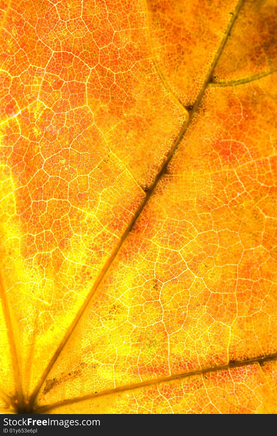 Autumn maple leaf textured background